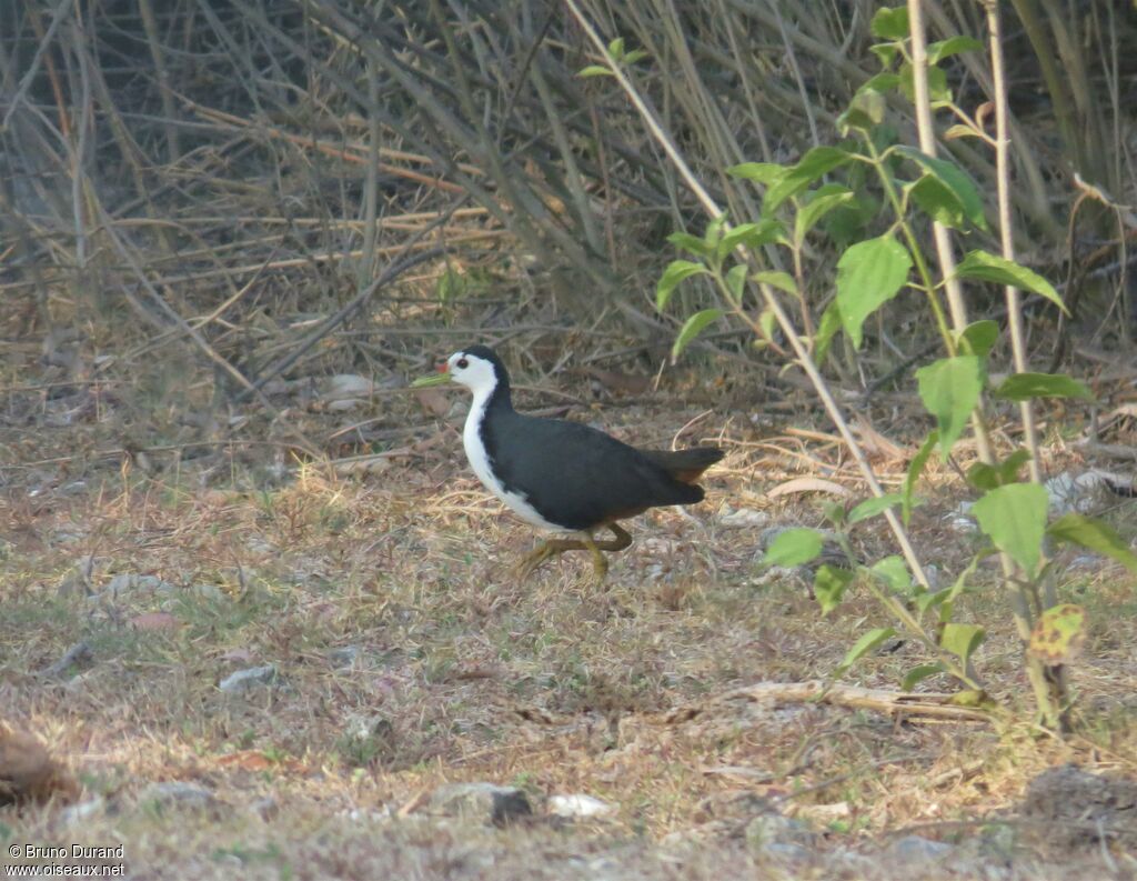 White-breasted Waterhenadult, identification, Behaviour