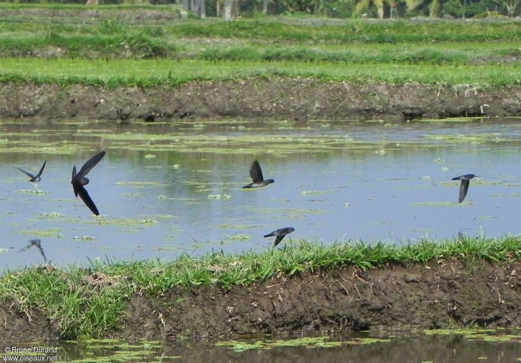 Cave Swiftlet, Flight