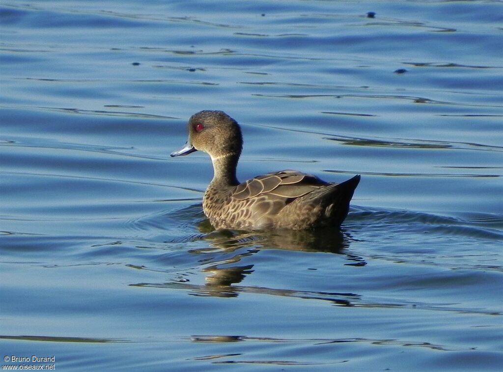Sunda Teal