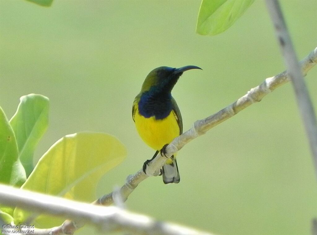 Ornate Sunbird male adult, Behaviour