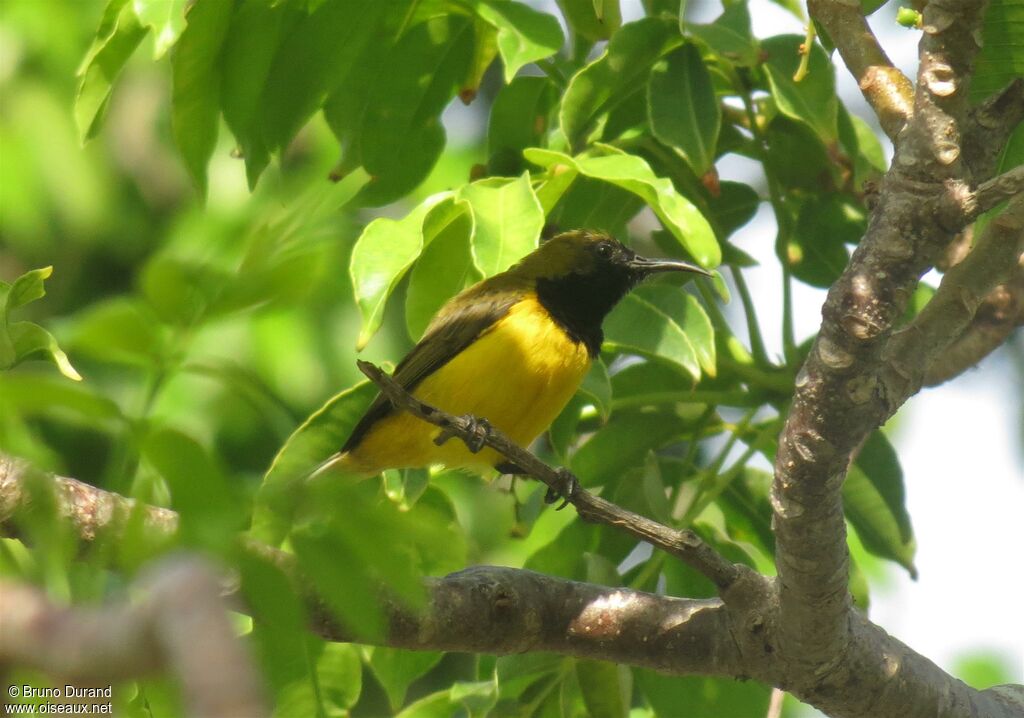 Ornate Sunbird male, identification, Behaviour