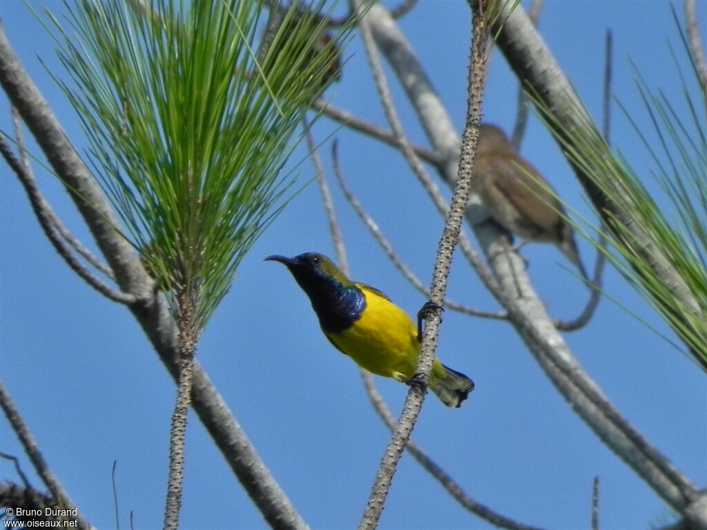 Ornate Sunbird male, identification, Behaviour