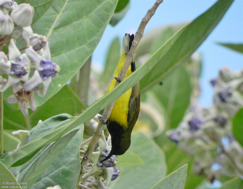 Ornate Sunbird male adult, identification, feeding habits, Behaviour