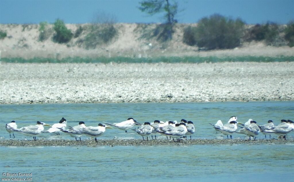 Greater Crested Ternadult post breeding, identification, Behaviour