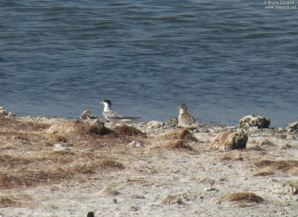 Little Ternjuvenile, identification, Reproduction-nesting