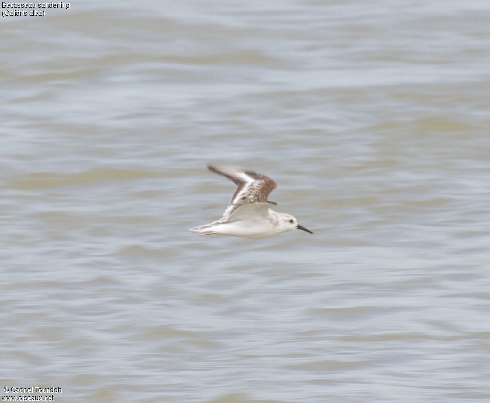 Bécasseau sanderling