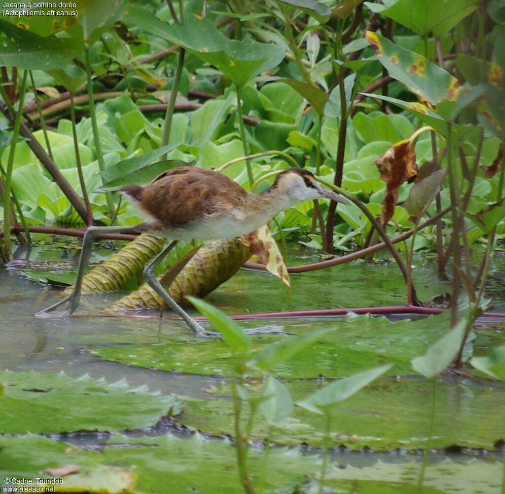 Jacana à poitrine doréejuvénile, identification