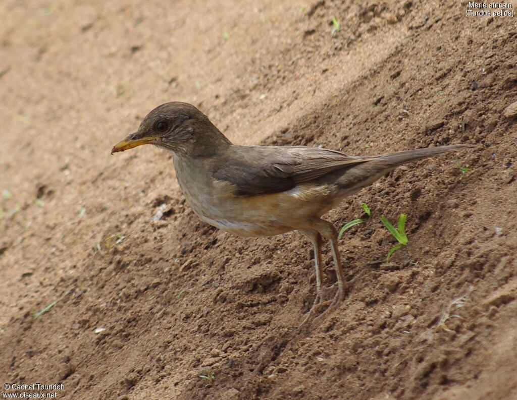 African Thrush