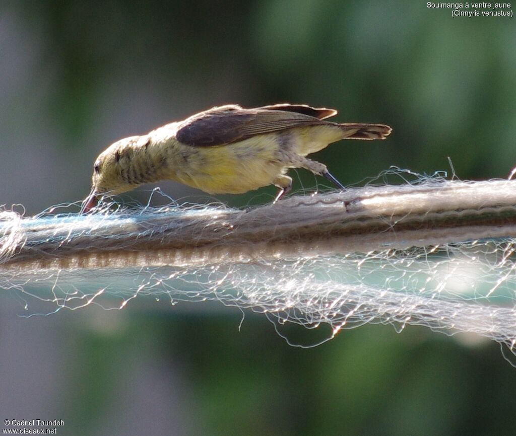 Variable Sunbird female adult breeding, identification