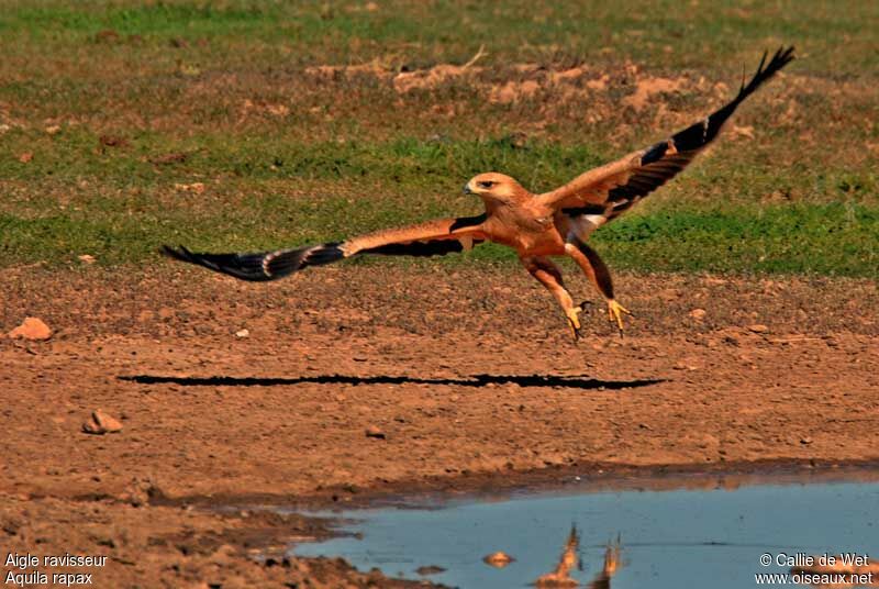 Aigle ravisseur