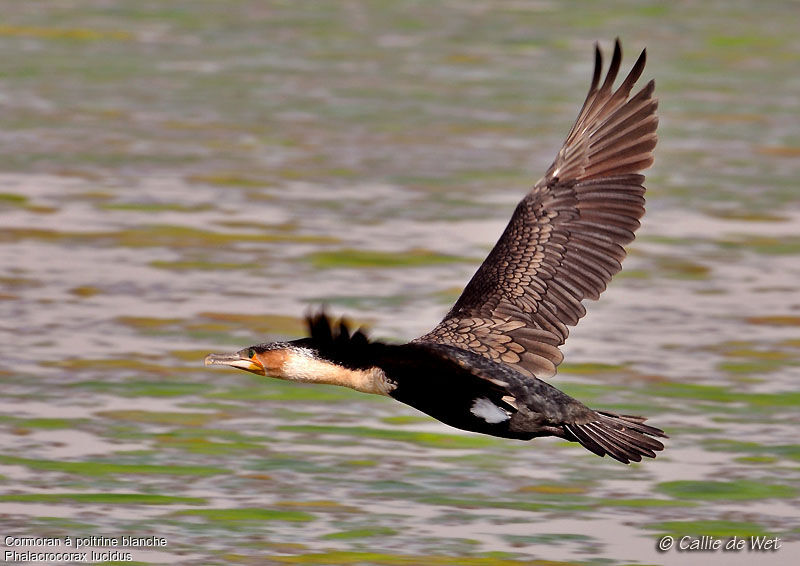 White-breasted Cormorantadult