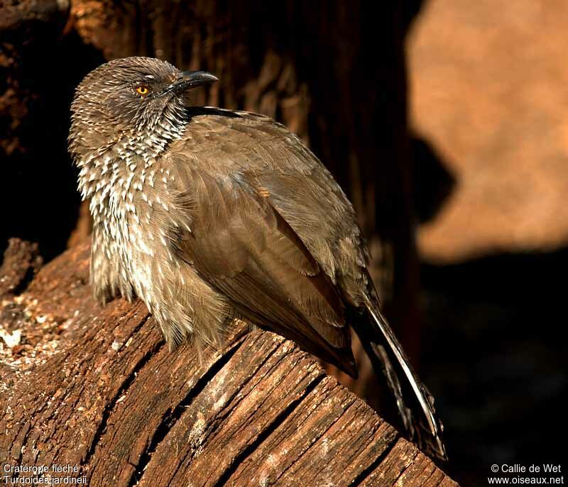Arrow-marked Babbleradult