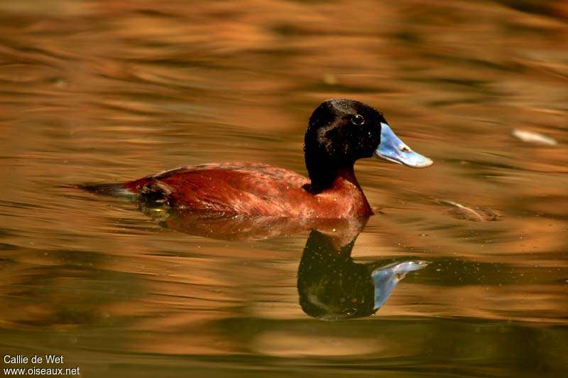Maccoa Duck male adult breeding
