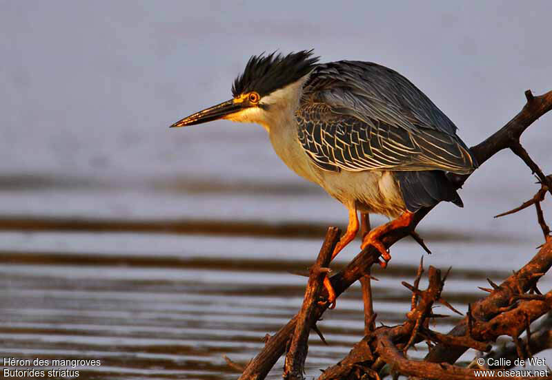 Héron des mangroves