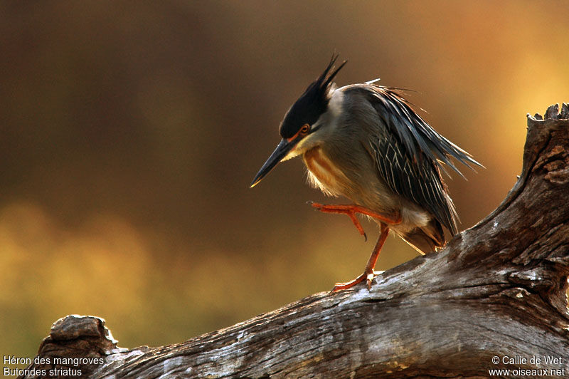 Héron des mangroves