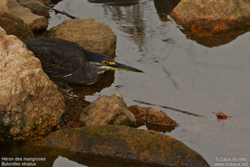 Héron des mangroves