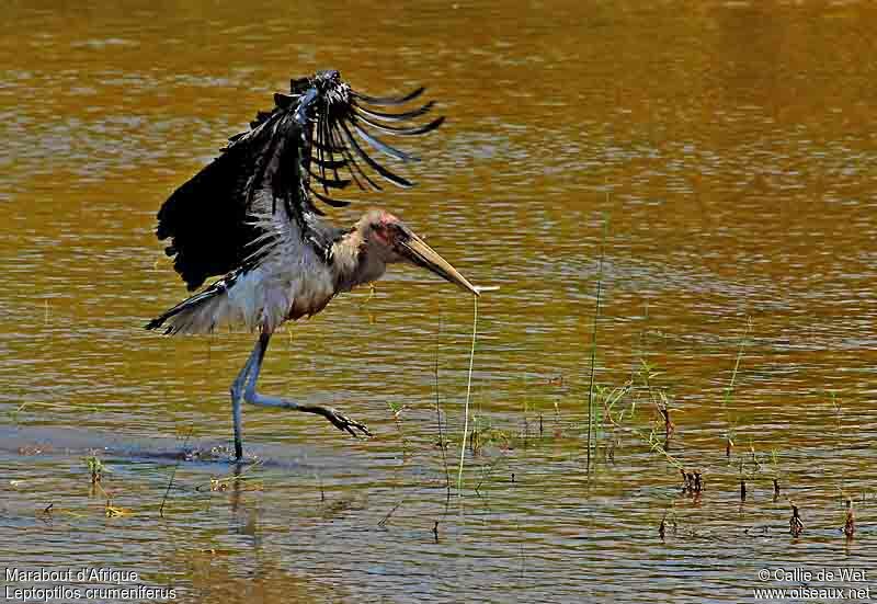 Marabou Storkjuvenile