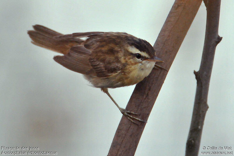 Phragmite des joncsadulte