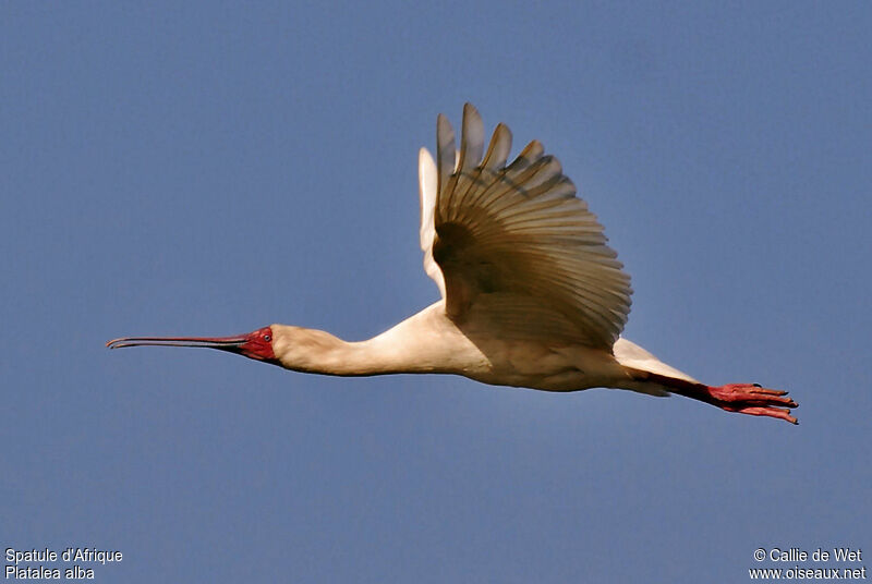 African Spoonbilladult