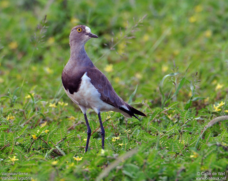Senegal Lapwingadult