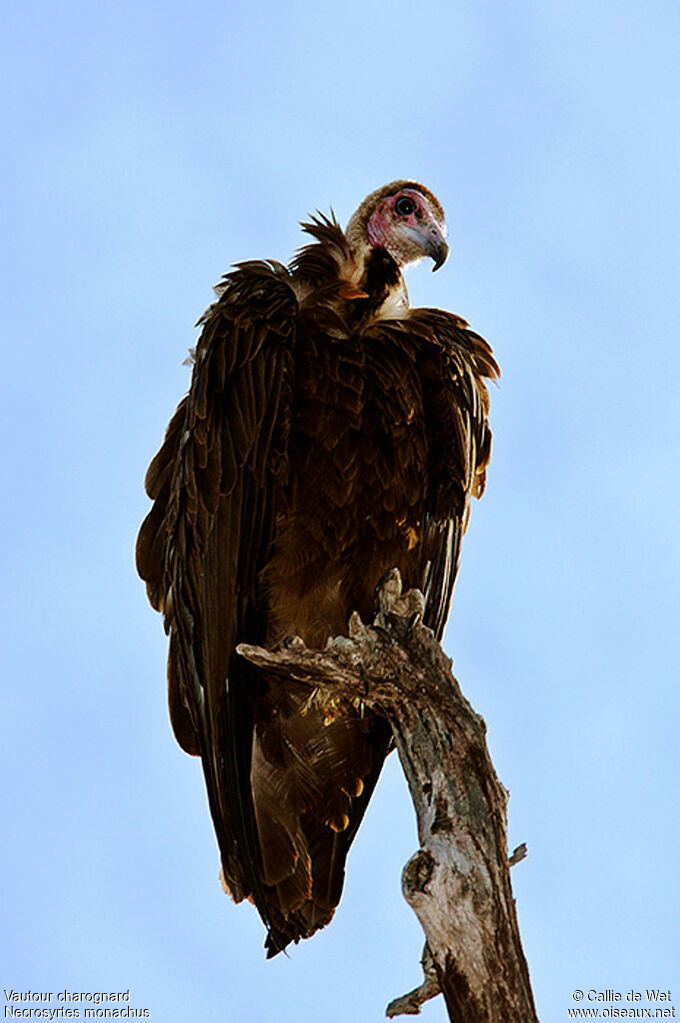 Vautour charognardimmature
