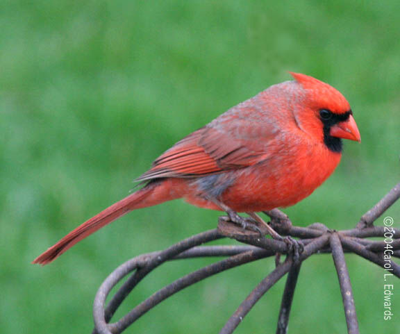 Cardinal rouge