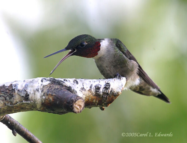 Colibri à gorge rubis