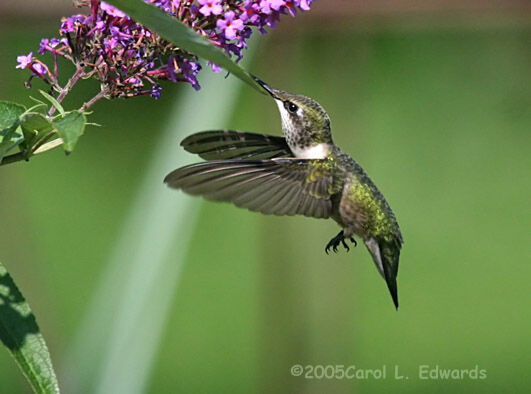 Colibri à gorge rubis