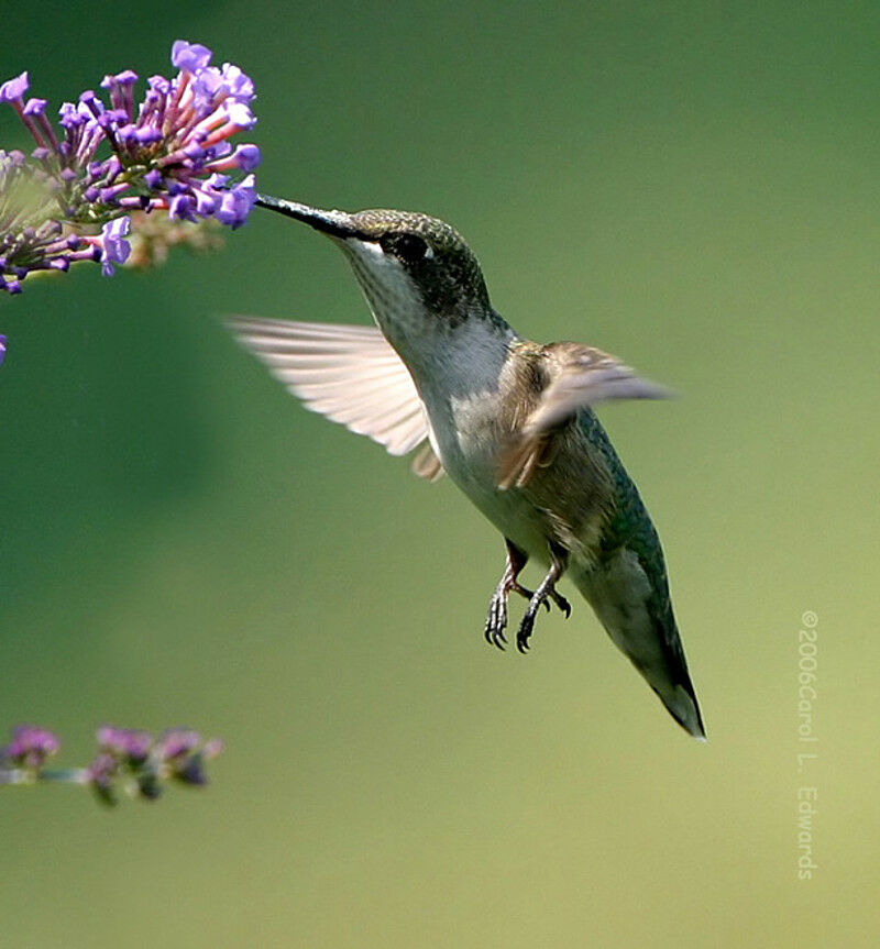 Colibri à gorge rubis