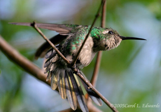 Cuban Emerald