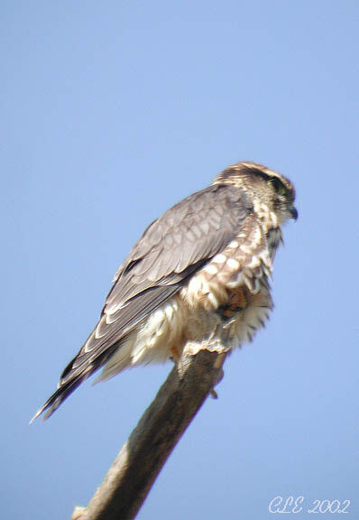 Merlin