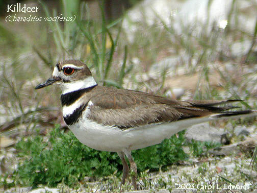 Killdeer