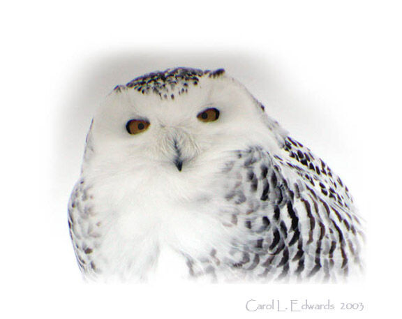 Harfang des neiges
