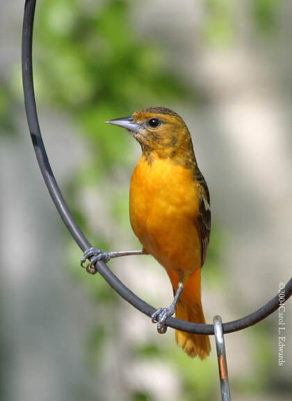 Baltimore Oriole