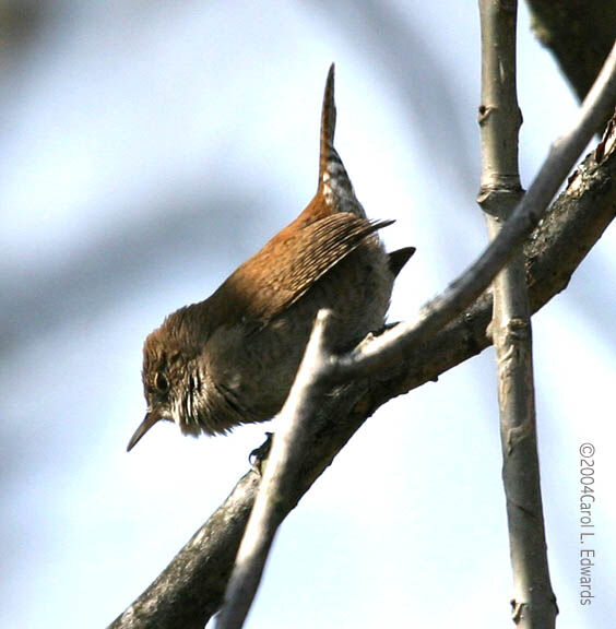 Northern House Wren