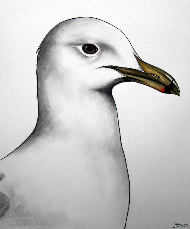 California Gull