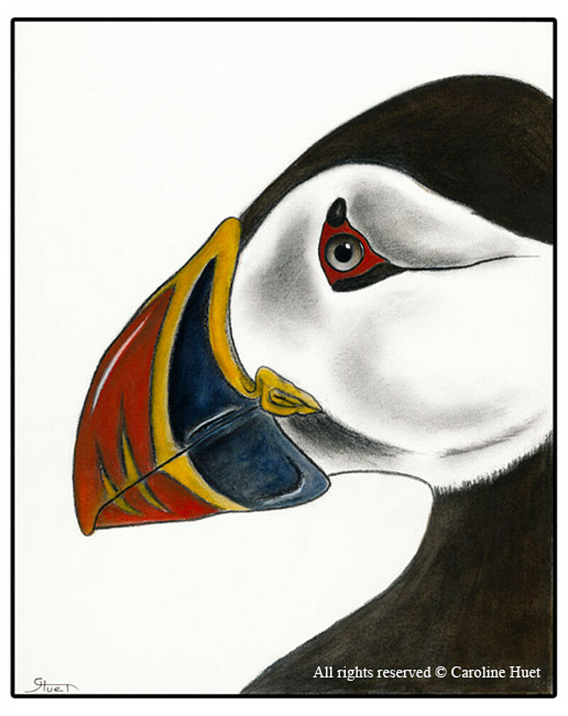 Atlantic Puffin