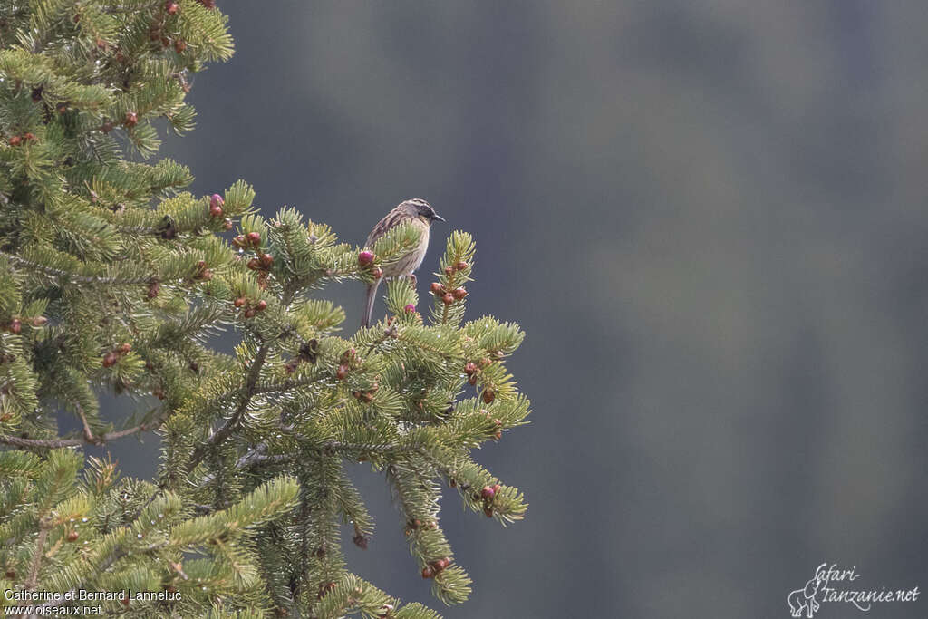 Accenteur à gorge noireadulte, habitat, Comportement