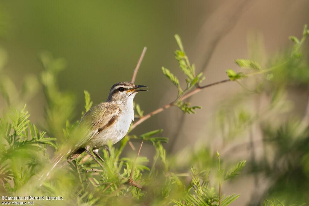 Agrobate du Kalahariadulte, identification
