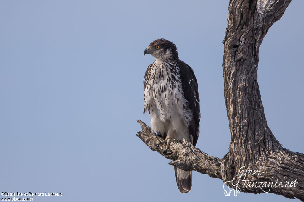 Aigle fasciéadulte, identification