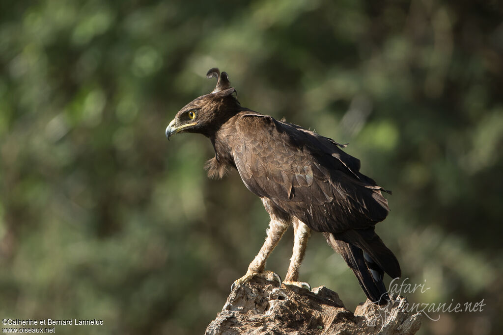 Aigle huppardadulte