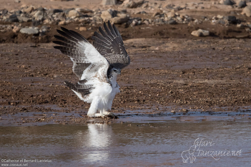 Martial Eagleimmature, care, Behaviour