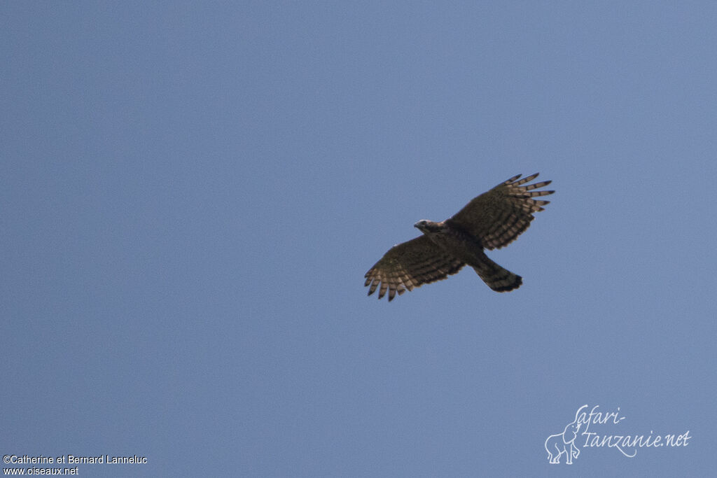 Aigle montagnard