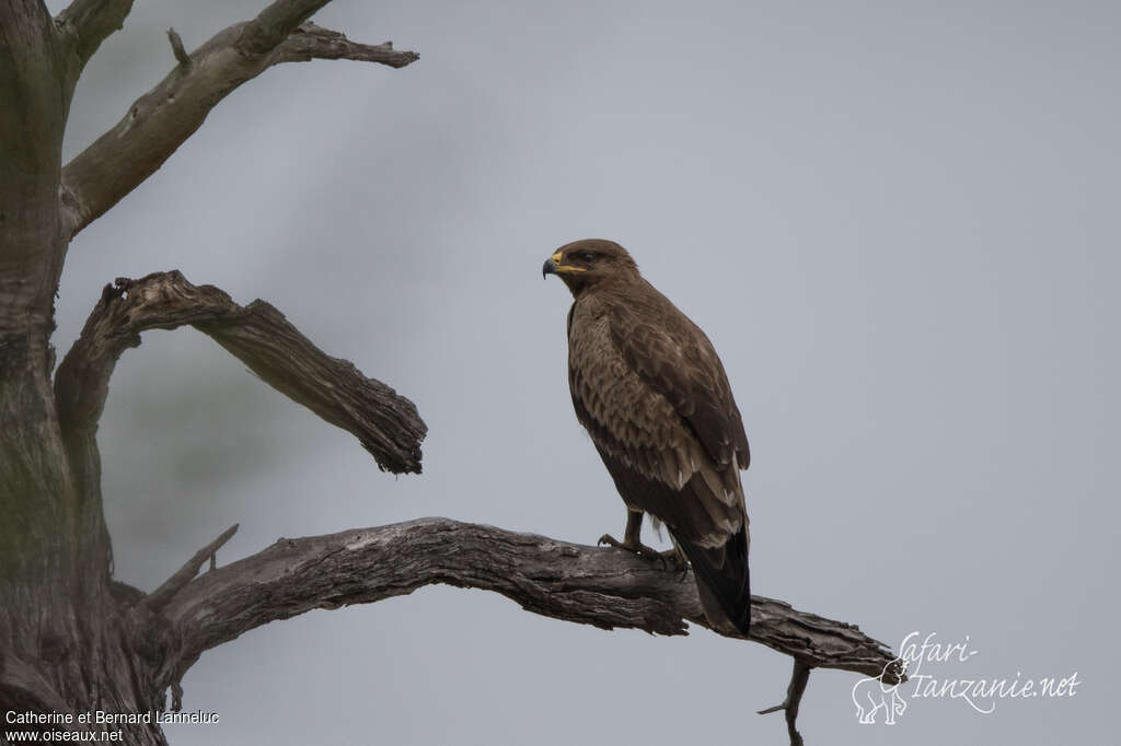 Aigle pomarinimmature, identification