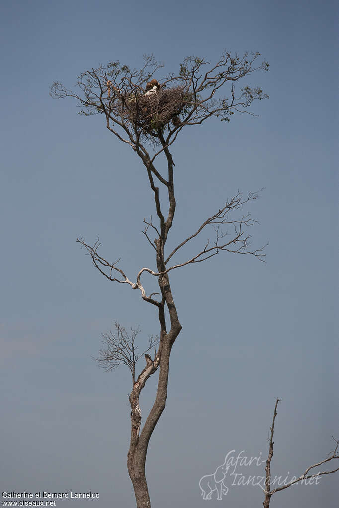 Aigle ravisseur, habitat, Nidification
