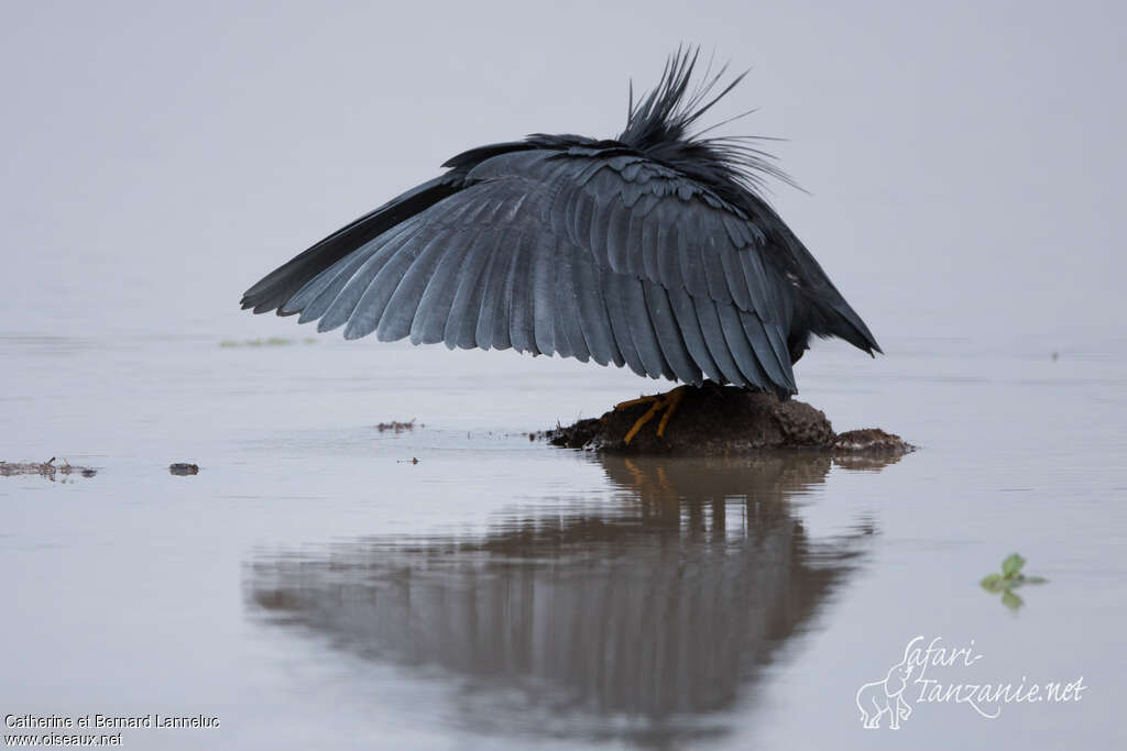 Aigrette ardoiséeadulte, pêche/chasse