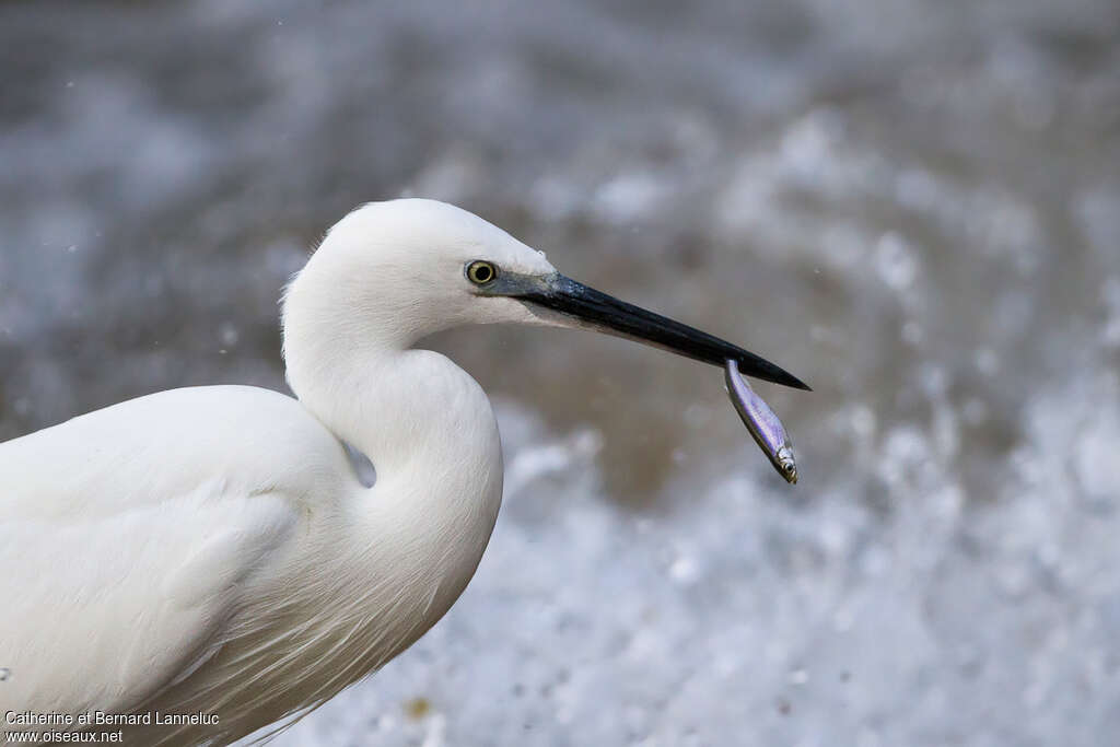Aigrette garzetteadulte, régime, pêche/chasse
