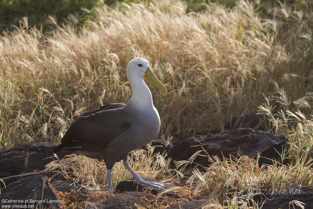 Albatros des Galapagosadulte, identification