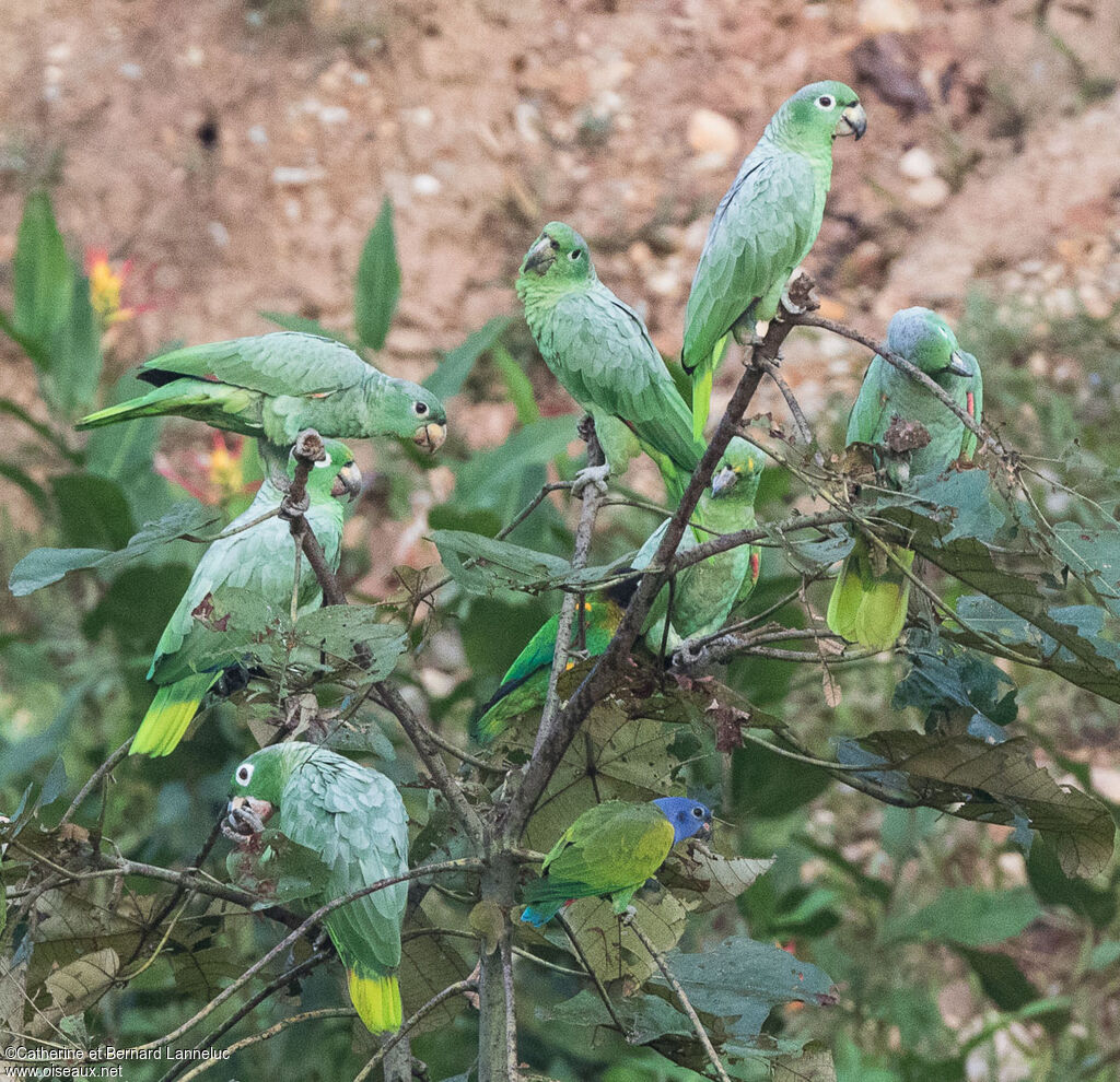 Amazone poudréeadulte