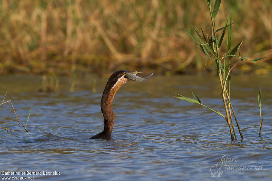 Anhinga d'Afriqueadulte, nage, pêche/chasse